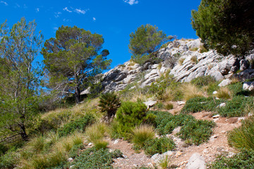 Fototapeta na wymiar Mallorca panorama view with Mountains and green forest and blue sky and Mediterranen sea 