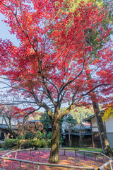 郡上八幡の紅葉