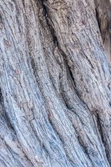 Texture trunk of an old olive tree Natural design element. Texture of a trunk an old olive tree. Macro of a bark of olive tree. Olive wooden background.