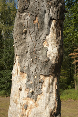 waldsterben 
