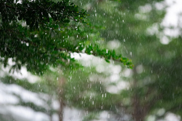 Raindrops with green leaves background