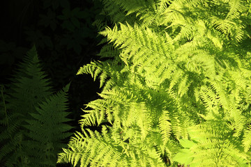 Sunny fresh green fern background