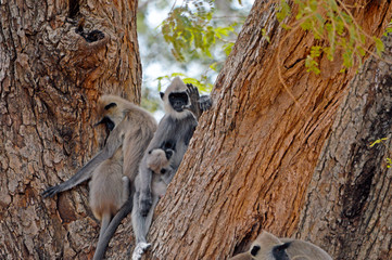 Gray monkeys in a tree of Sri Lanka - Grey hanuman langur