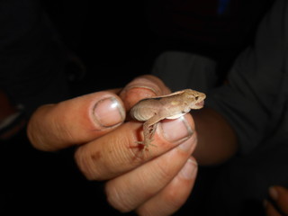 babylizard
