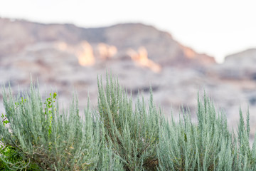 Canyon at Green River Campground in Dinosaur National Monument Park during sunrise with sunlight on rocky cliff and foreground of plants