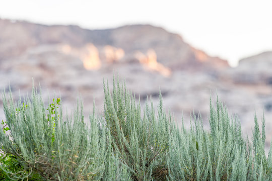 Canyon at Green River Campground in Dinosaur National Monument Park during sunrise with sunlight on rocky cliff and foreground of plants