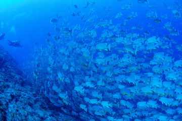 パラオ_ペリリュー_スキューバダイビング