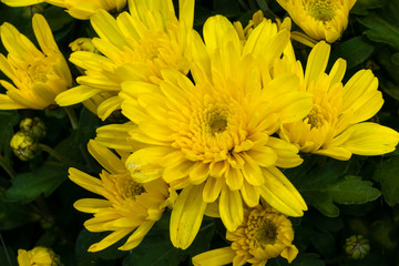 Gelb blühende Garten-Chrysanthemen