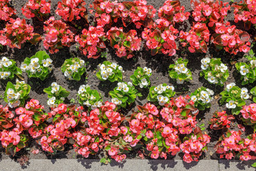 flowerbed with three rows of red and white flowers