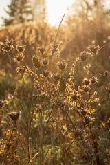 A close up of meadow in October with dry flowers and long grass at sunset, autumn mood