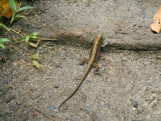 lizard