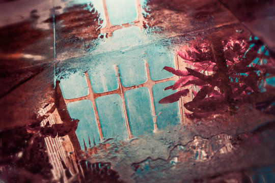 reflection in the garden