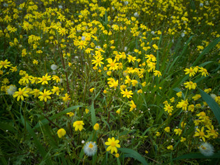 Obraz premium beautiful spring flowers close up