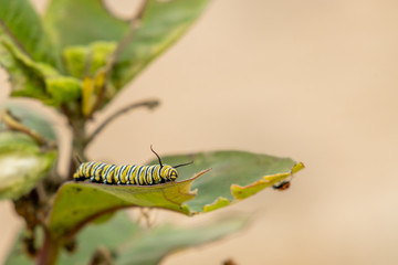 Monarch Butterfly (Danaus plexippus) Larvae caterpillar on Milkweed plant. 