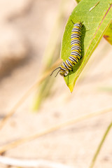Monarch Butterfly (Danaus plexippus) Larvae caterpillar on Milkweed plant. 