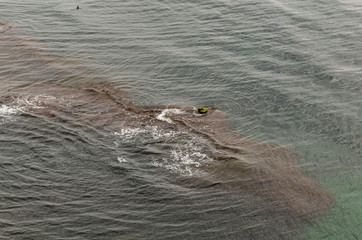 Fototapeta premium An underwater rock jutted slightly out of the water.