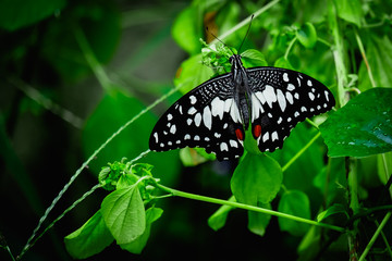a black butterfly on the green leaf