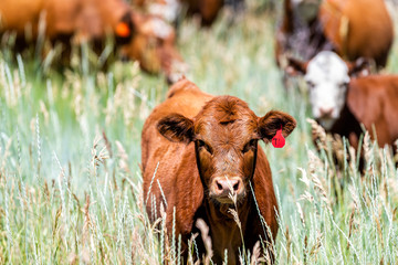 Flaming Gorge national park in summer in Utah with brown cow grazing closeup on grass herd near...