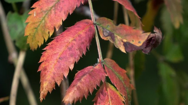 Bright yellow and red toothed leaves in autumn in the light of the setting sun, close-up