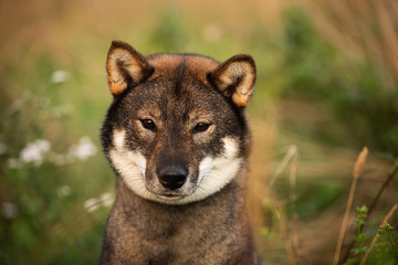 Beautiful Japanese dog breed shikoku sitting in the forest in fall