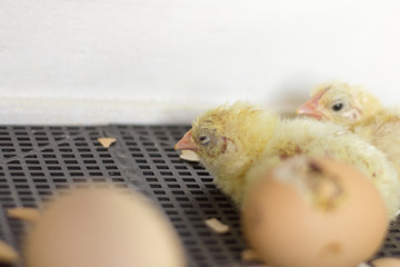 Chicks in the incubator, newly hatched, still wet Chicks, selective focus