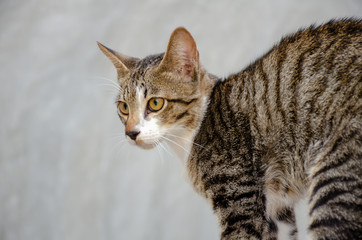 Thai cat, close-up eyes cat 