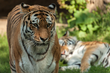 Fototapeta na wymiar Stehender Tiger mit liegendem Tiger im Hintergrund 