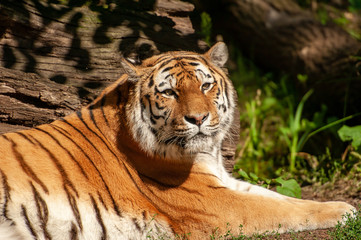 Liegender Tiger im Porträt 