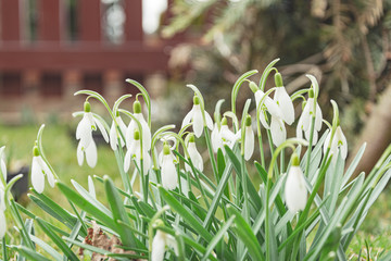 Snowdrop flowers in spring