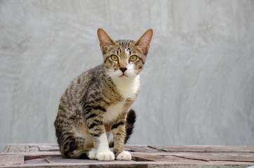 Obraz premium Thai cat, close-up eyes cat 