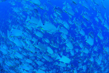 パラオ_ペリリュー_スキューバダイビング