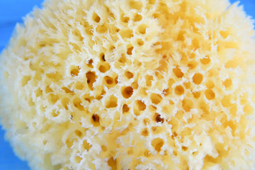 Yellow natural cleaning sponge for skincare with selective focus on blurred blue background. Natural bath sponge for exfoliating skin. Treatment healthcare. Shower sponge. 