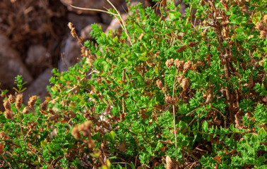 Wild oregano grows in the mountains. Raw oregano in field with blured background. Greek natural herb oregano. Green and fresh oregano flowers.