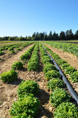 Agricultural irrigation system with sprinkler in a lettuce field during summer. 