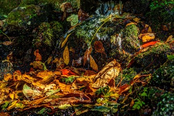 A forest stream in outumn in Portugal