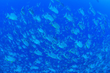 パラオ_ペリリュー_スキューバダイビング