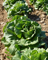 Naklejka premium A green lettuce in a field of agricultural production for the food industry.