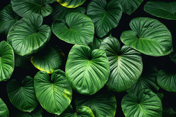 Tropical green leaves background beautiful view of nature