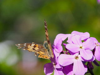Colorful butterfly on inflorescence of purple flowers
