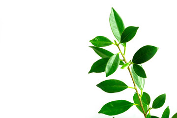 green leaves on white background, background concept.