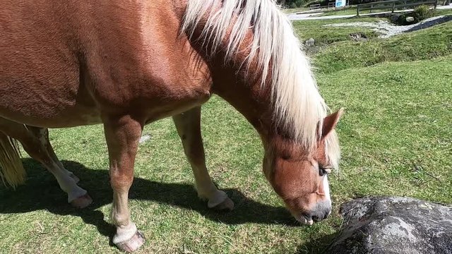Close-up of two Haflinger horses with the typical white mane intent on grazing grass in a Trentino meadow with others and the forest in the background