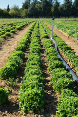 Fototapeta na wymiar Agricultural irrigation system with sprinkler in a lettuce field during summer. 