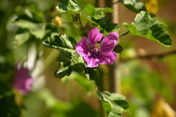 flower of common mallow also called malva sylvestris in late summer, pink cheeses or mauve flower in botanical garden