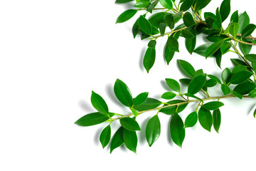 green leaves on white background, background concept.