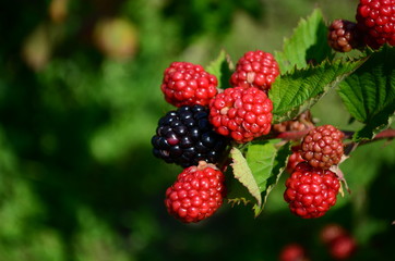 Ripening berries of a garden blackberry on a bush