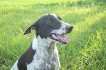 Dog in the field on the day.