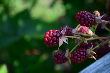 Ripening berries of a garden blackberry on a bush