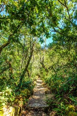 old path in a relict forest in Portugal