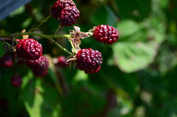 Ripening berries of a garden blackberry on a bush