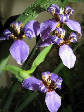 Blue walking Iris  / Neomarica Caerulea Regina - This flower is also known as Giant Queen Iris or Giant Apostle's Iris